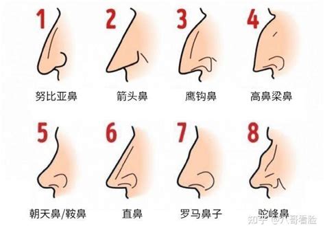 鼻子面相图解|14种鼻型图解 最全鼻子看相解读命运